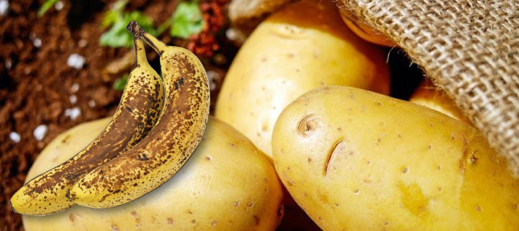 Old bananas and potatoes to become building materials